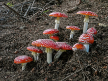 https://amanita-muskaria.ru/