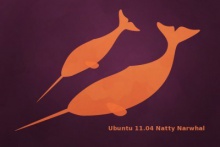 Natty Narwhal