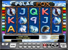 Polar Fox Polar Fox
