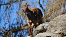 Trusty Tahr